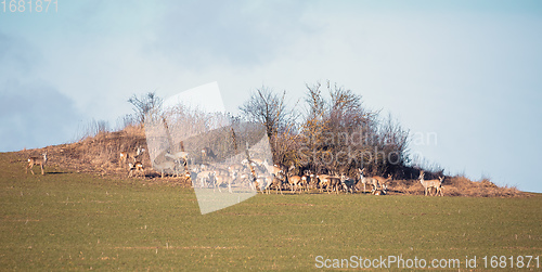 Image of herd of european roe deer