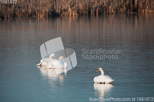 Image of White swan on the frozen pond.