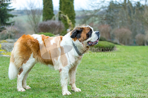 Image of Portrait working breed of of St. Bernard dog