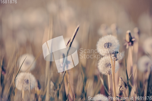 Image of beautiful spring flower dandelion in meadow