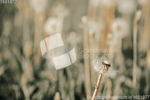 Image of beautiful spring flower dandelion in meadow