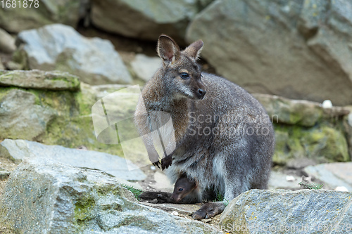 Image of Closeup of a Red-necked Wallaby