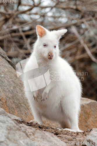 Image of Red-necked Wallaby white albino female