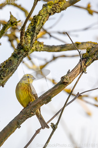 Image of bird yellowhammer, Europe wildlife