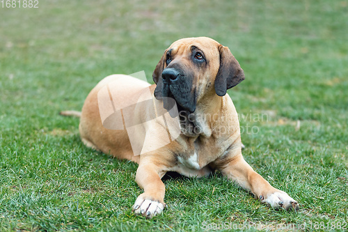 Image of female of guardian dog Fila Brasileiro, Brazilian Mastiff