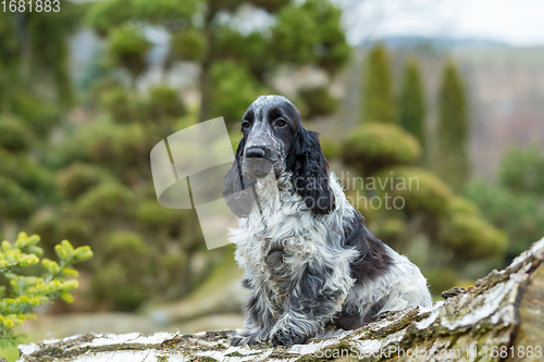 Image of outdoor portrait of sitting english cocker spaniel