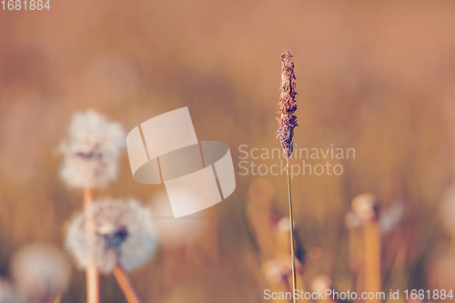 Image of beautiful spring flower dandelion in meadow