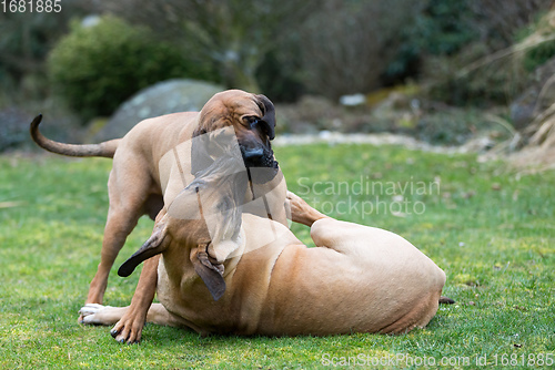 Image of female of guardian dog Fila Brasileiro, Brazilian Mastiff