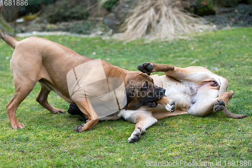 Image of female of guardian dog Fila Brasileiro, Brazilian Mastiff