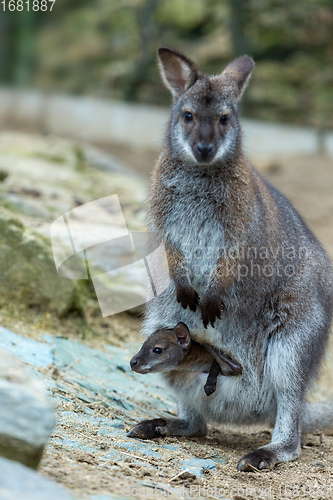 Image of Closeup of a Red-necked Wallaby