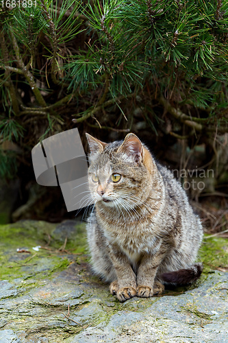 Image of baby of cat, kitten playing in garden