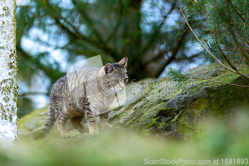 Image of baby of cat, kitten playing in garden