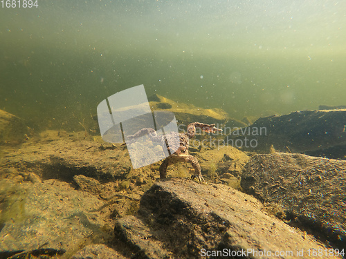 Image of Common toad, Bufo bufo, Czech republic, Europe wildlife