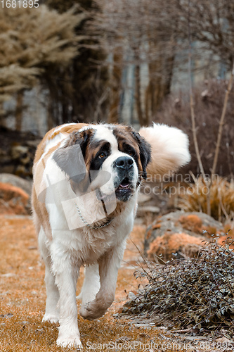 Image of Portrait working breed of of St. Bernard dog