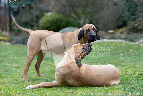 Image of female of guardian dog Fila Brasileiro, Brazilian Mastiff