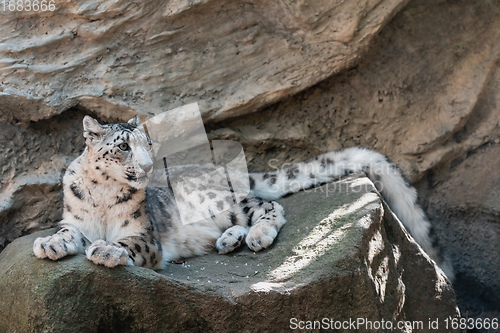 Image of cat snow leopard - Irbis, Uncia uncia