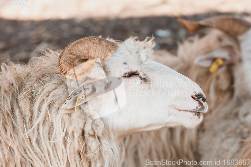 Image of ram or tup, male of sheep