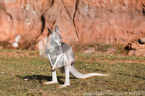 Image of Red kangaroo, Megaleia rufa