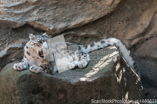 Image of cat snow leopard - Irbis, Uncia uncia