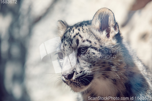 Image of cute kitten of Snow Leopard cat, Irbis