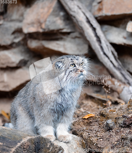 Image of Pallass cat, Otocolobus manul