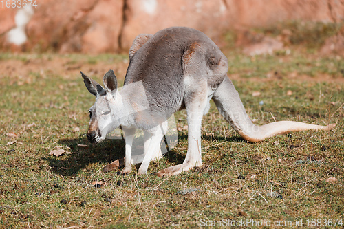 Image of Red kangaroo, Megaleia rufa