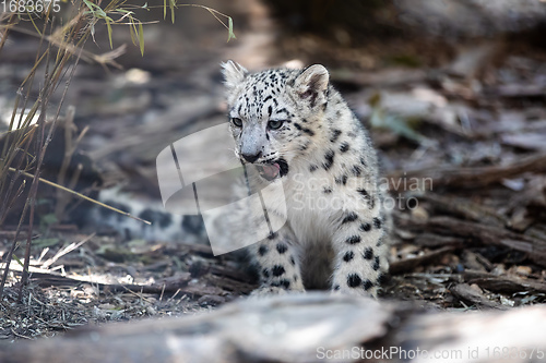 Image of cute kitten of Snow Leopard cat, Irbis