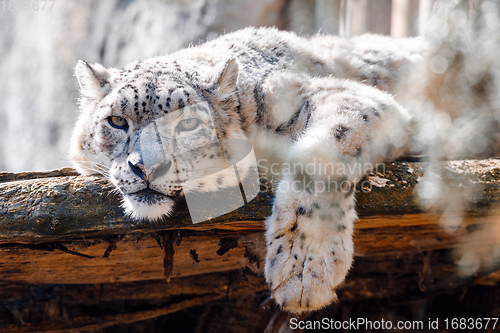Image of cat snow leopard - Irbis, Uncia uncia