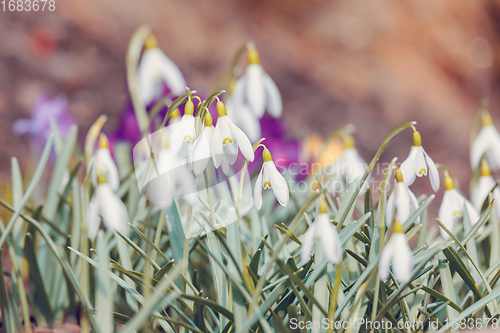 Image of Snowdrop bloom in springtime