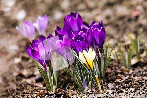 Image of macro of first spring flowers in garden crocus