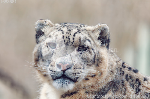 Image of cat snow leopard - Irbis, Uncia uncia