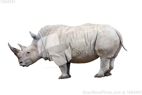 Image of Rhino rhinoceros isolated on white background.