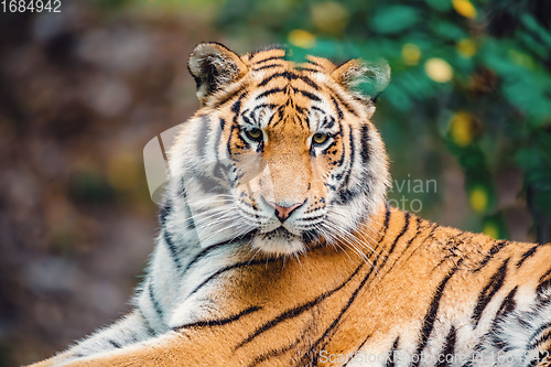 Image of Siberian tiger, Panthera tigris altaica