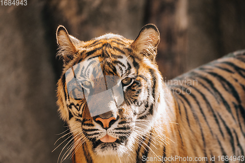 Image of Sumatran Tiger, Panthera tigris sumatrae