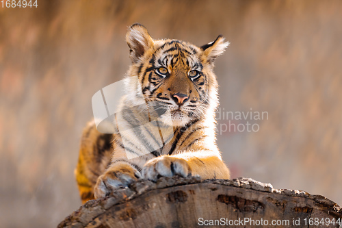 Image of Sumatran Tiger, Panthera tigris sumatrae