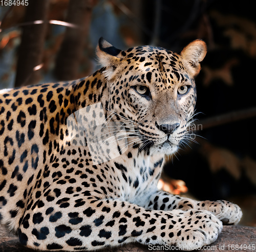 Image of Sri Lanka Ceylon Leopard, Panthera pardus kotiya