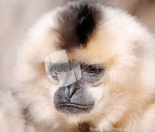 Image of primate Yellow-cheeked gibbon, Nomascus gabriellae