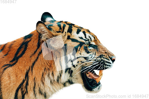 Image of Sumatran Tiger, Panthera tigris sumatrae isolated on white