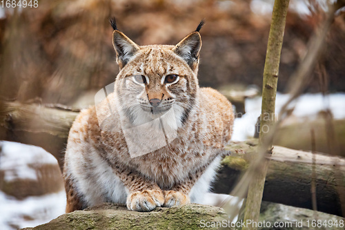 Image of Lynx Portrait during the autumn