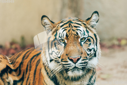 Image of Sumatran Tiger, Panthera tigris sumatrae