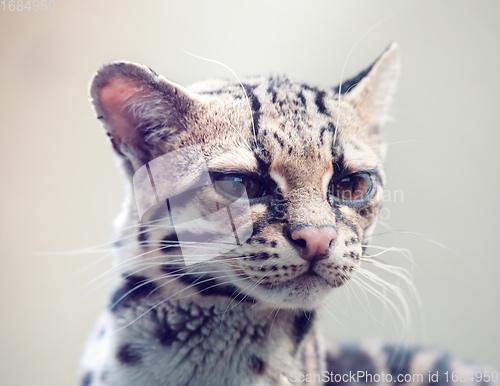 Image of Margay, Leopardus wiedii, a rare South American cat