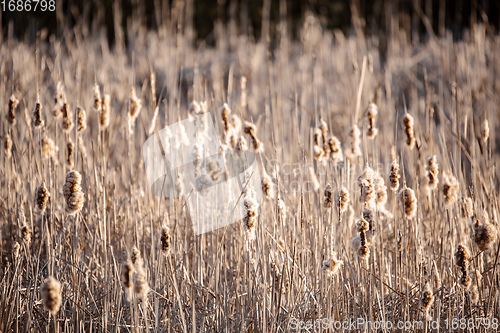 Image of orange reeds in spring time