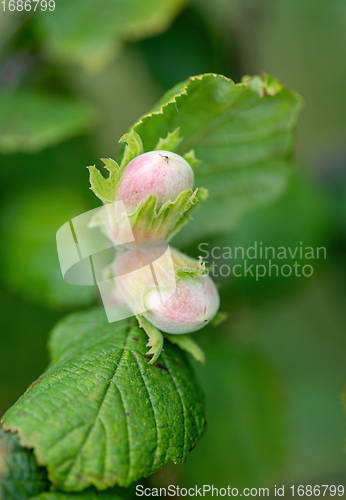 Image of Green unripe hazelnuts on the tree