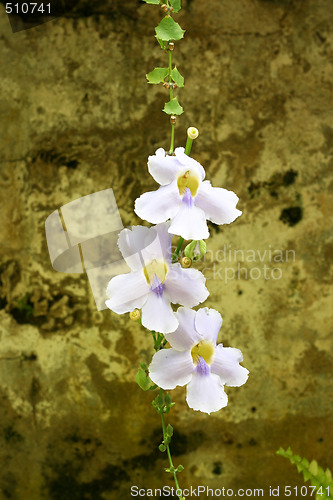 Image of Flower