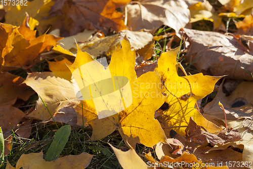 Image of autumn yellow foliage