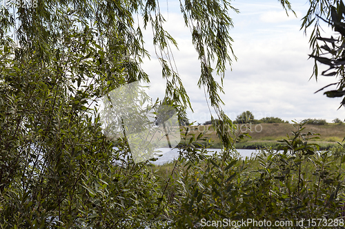 Image of trees and plants