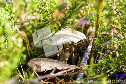 Image of poisonous mushrooms