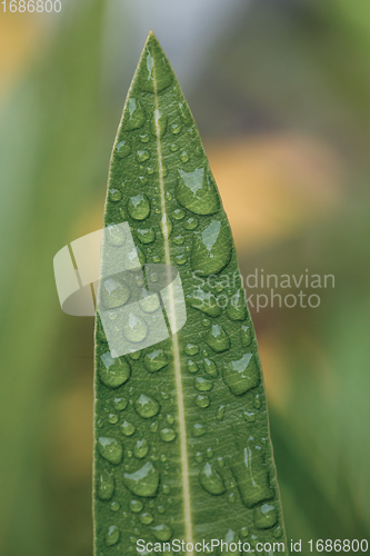 Image of water drops on green plant leaf