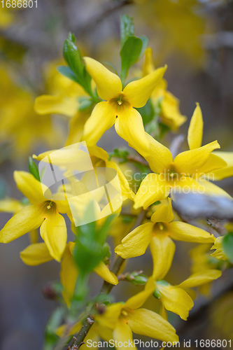 Image of Beautiful Yellow blossoms of forsythia bush in garden