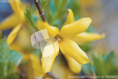 Image of Beautiful Yellow blossoms of forsythia bush in garden